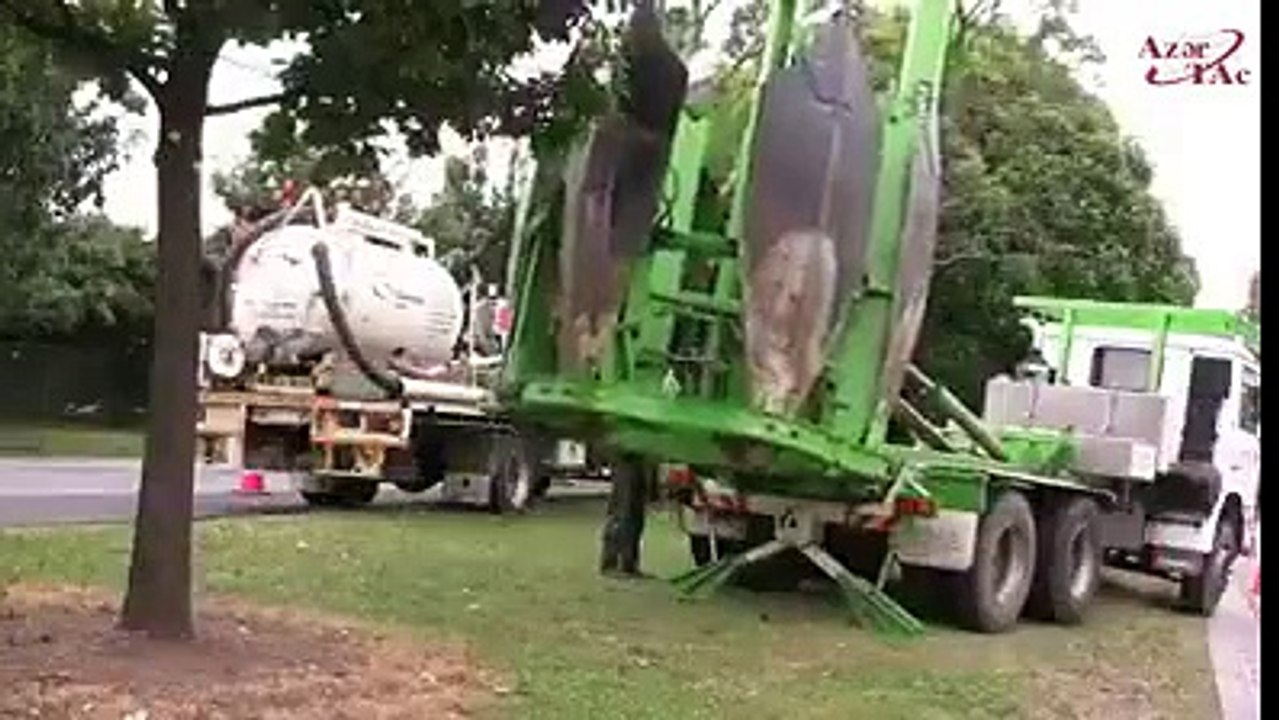 Une machine qui déterre les arbres sans les abîmer. Impressionnant
