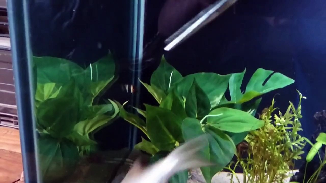 Un poisson-chat ogre avale un poisson