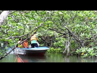 Banyak Hutan Lindung dan Bakau Yang beralih Fungsi