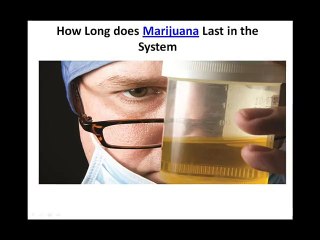 How Long does Marijuana Last in the System