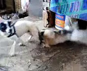 Un chien reste collé à un chat après un coït