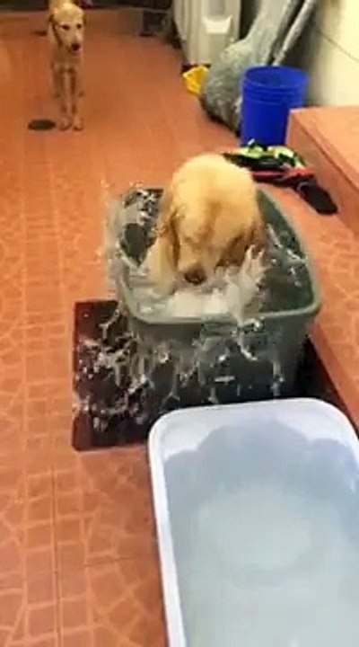 Un chiot content de prendre un bain