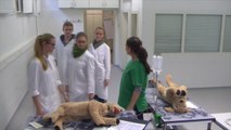 Na Alemanha, estudantes de veterinária praticam com bichos de pelúcia