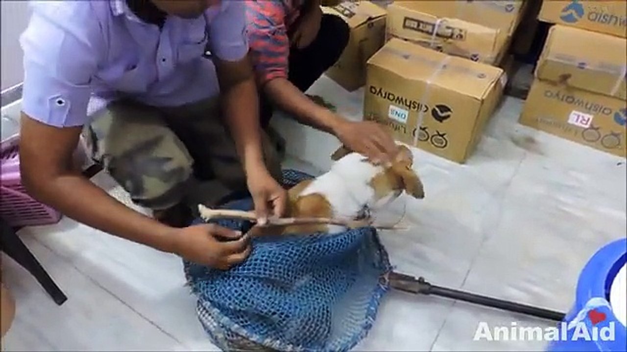 Dog's shocking injury from strangling on wire noose - bobviral.com