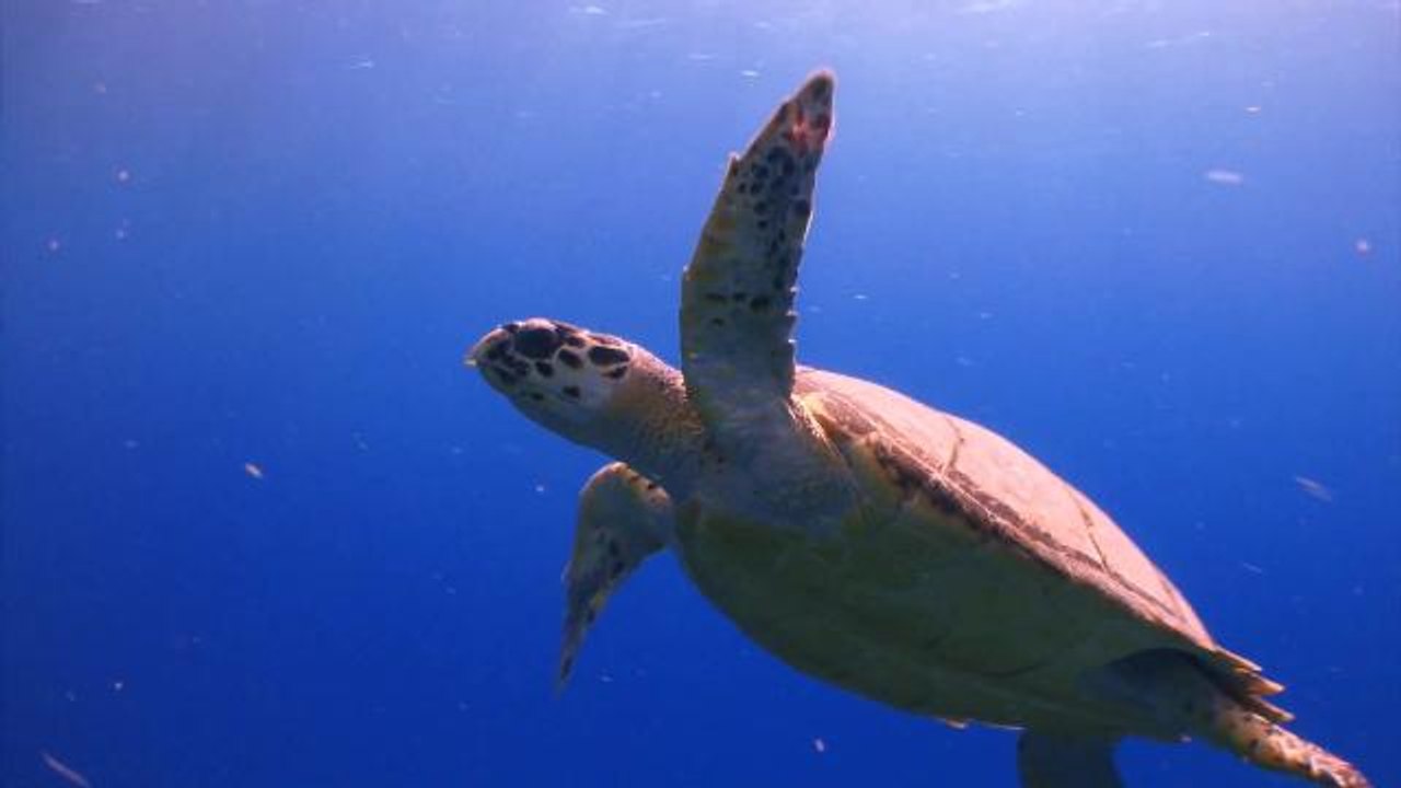 Man smuggles 51 turtles in pants, pleads guilty to charges