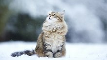 Кот не боится этих собак
