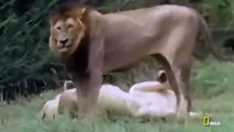 National Geographic Documentary 2015 Lions vs Hyenas Fight to Death Lions Documentary
