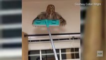 Cute Owl flies over this Guy's Home and goes away on his swiffer