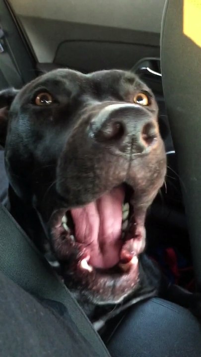 La chanteuse Adele toujours très populaire auprès des chiens! Hello version canine