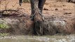 Une maman éléphant aide son petit coincé dans une rivière. Magique