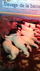 Les chiots de Damour à l'âge de 8 jours