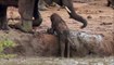 Elefantes ayudan a pequeño elefante a superar un desnivel
