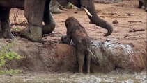 Elefantes ayudan a pequeño elefante a superar un desnivel