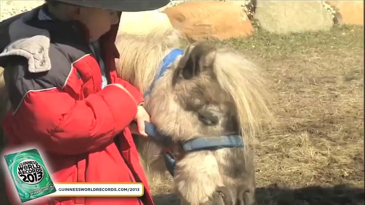 World's Tallest Horse - Meet The Record Breakers - Guinness World Records