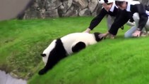 Panda juguetón bromea con cuidadoras