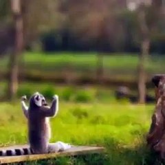 Adorable Animals Turned Into Yoga Gurus! - Video Dailymotion