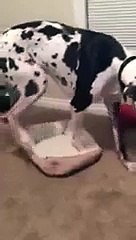 Funny Animal- Great Dane Too Big for Bed - Video Dailymotion