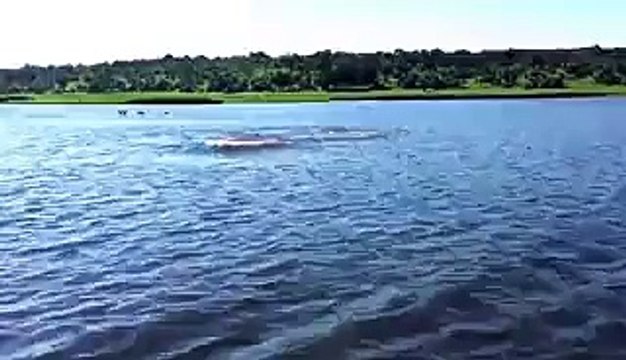 Funny Animal- Hippo Charge on Chobe River Jan2015, recorded with iPhone 6; Botswana, Awesome but crazy dangerous. - Video Dailymotion