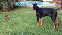 Funny Animal- Precious puppy challenges larger Doberman dog - Video Dailymotion