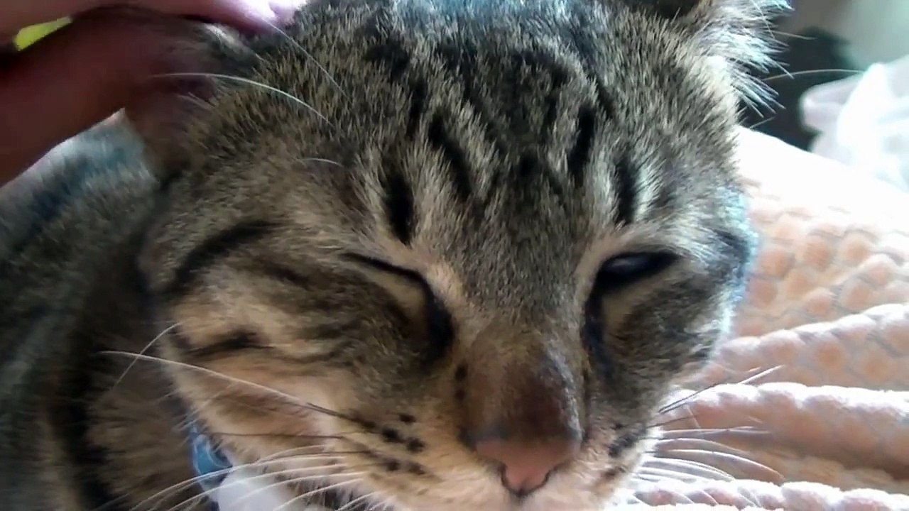 耳のマッサージ中に気が付いた事（面白い＆可愛い猫）massage the ear