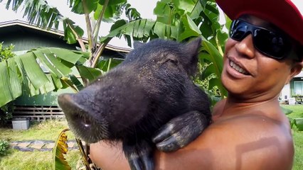 Funny Animals: GoPro- Kama The Surfing Pig