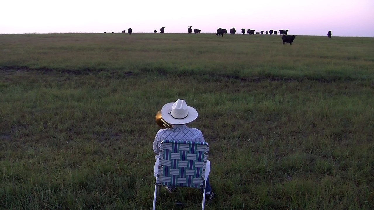 Funny Animals: Serenading the cattle with my trombone (Lorde - Royals)