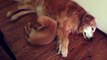 Funny Animals: Puppy Golden Retriever Comforts Older Dog During Nightmare