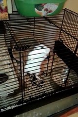 Hamster escapes from cage