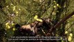 Far Cry Primal - Gameplay : La vie sauvage d Oros