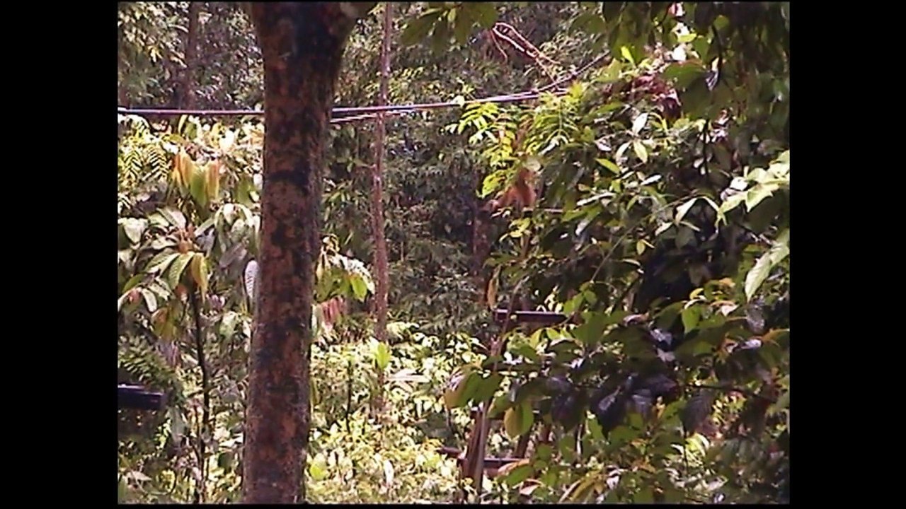 Reise tv - sepilok orang utan rehabilitation centre