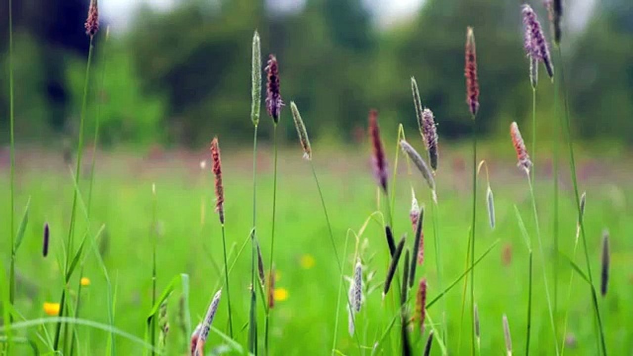 Relaxation Méditation du matin en français