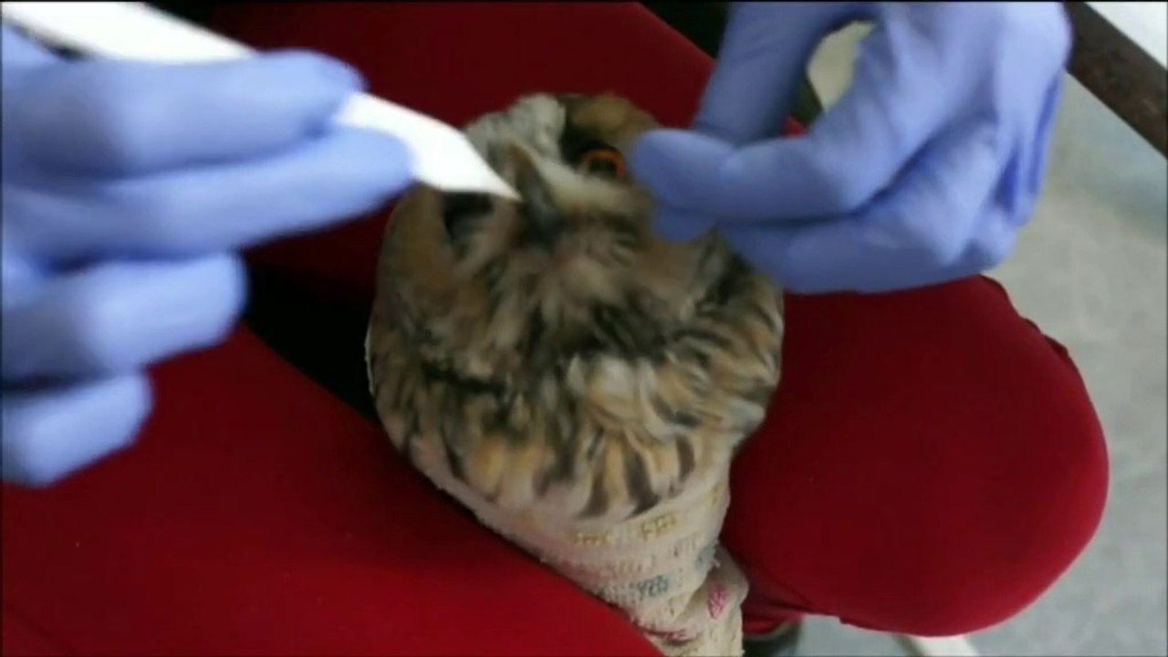 Une année au Centre Régional de Sauvegarde de la Faune Sauvage