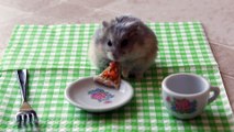 Funny Animals: Tiny hamster eating a tiny pizza