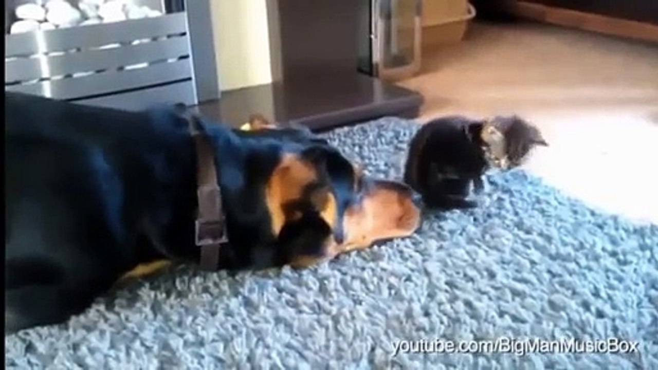 Funny Animals: Dogs Annoying Cats with Their Friendship - Huffington Post