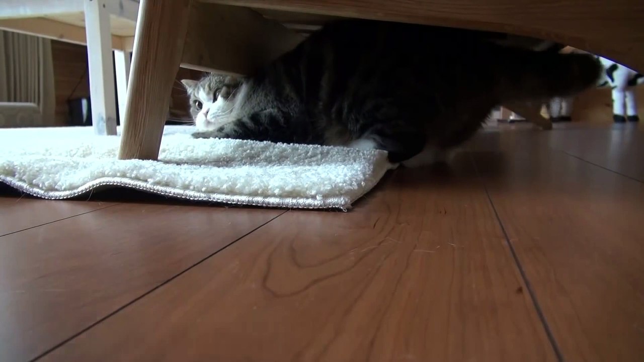 I am Maru 6