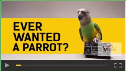 Ever wanted a parrot - Cute -MUSt WATCH
