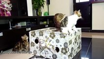 Funny Cats  Mom Cat and  Cute Kittens are diving in a Gift Box