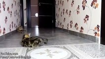 Funny Cats  Cute Kitten How to catch the tail