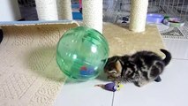 Funny Cats  Cute Kittens and spacecraft ( Kitten in Hamster Ball )