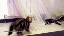 Funny Cats  Fighting  Cute Ninja Kittens