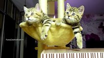 Funny Cats and Cute Kittens Compilation  Happy Birthday Rocky and siblings !