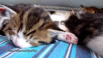 Funny Cats and Cute Kittens Sleeping in Weird  Positions Compilation