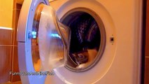 Funny Cats and Washing Machine