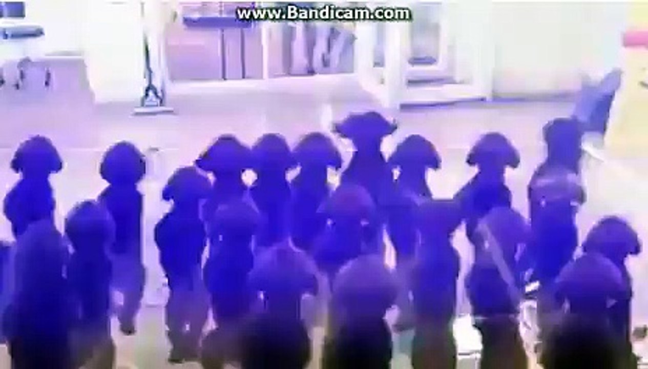 كلاب ترقص ديسكو