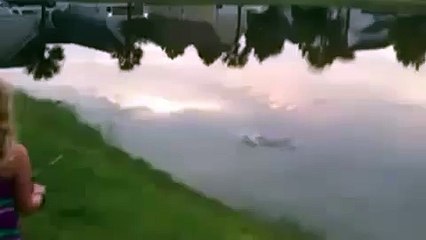 Крокодил украл рыбину