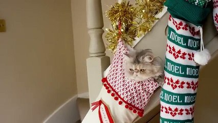 Les chats se déguisent pour les fêtes de Noël dans une pub