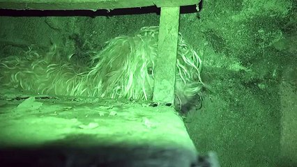 Apeuré par la perte de son ami, ce chien recherché par les sauveteurs s'est caché dans le système d'égouts