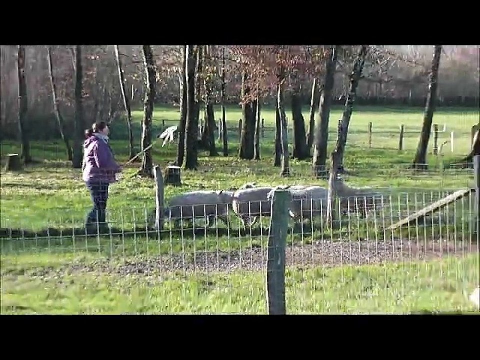 Lilou Blue de la cité de la faïencerie 6 mois au troupeau