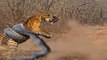 Giant ANACONDA attacks TIGER - Animal Fight Python vs Tiger vs Jaguar Real Fight