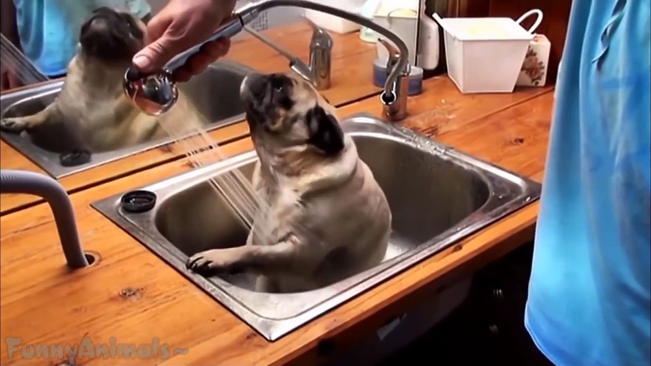 Ultimate Funny Pug Compilation